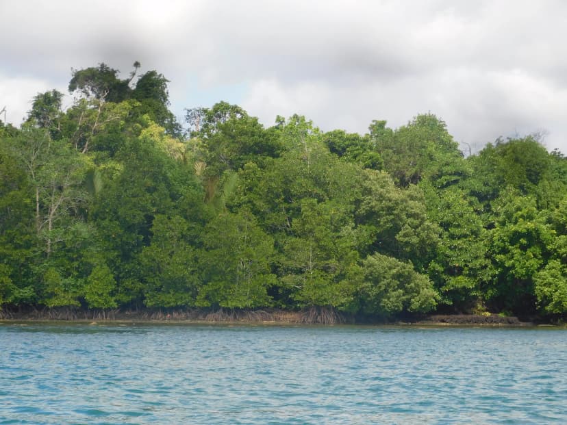 kawasan-konservasi-mangrove-penjaga-ekosistem-pesisir-di-kilang-pertamina